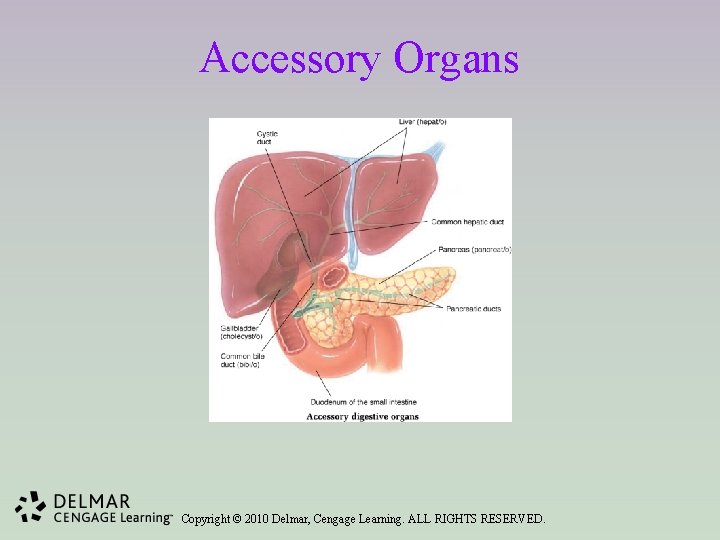Accessory Organs Copyright © 2010 Delmar, Cengage Learning. ALL RIGHTS RESERVED. 