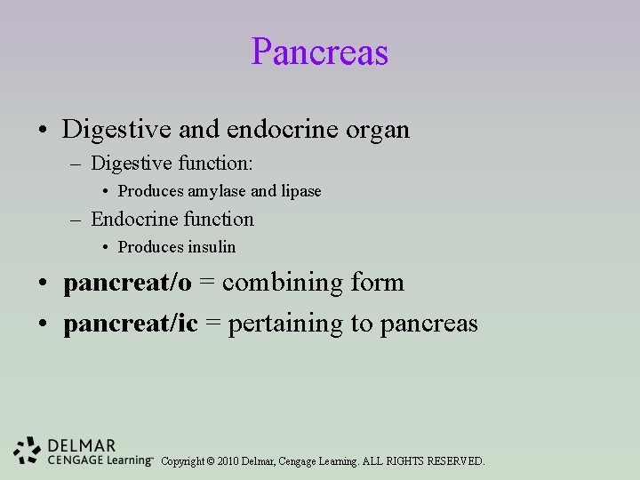 Pancreas • Digestive and endocrine organ – Digestive function: • Produces amylase and lipase