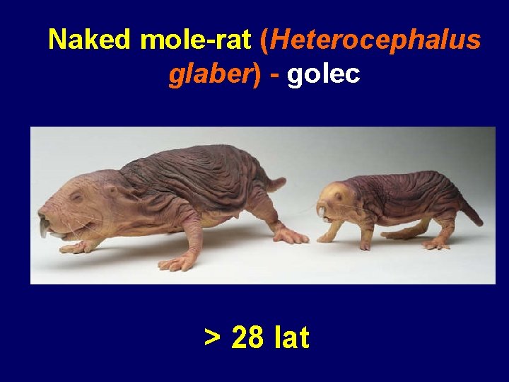 Naked mole-rat (Heterocephalus glaber) - golec > 28 lat 