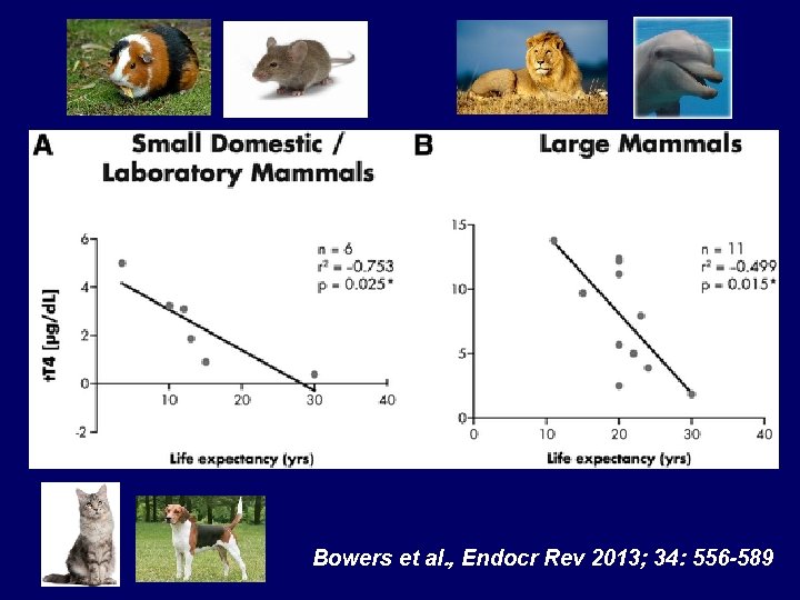 Bowers et al. , Endocr Rev 2013; 34: 556 -589 