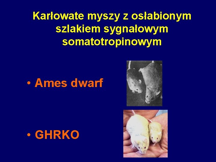 Karłowate myszy z osłabionym szlakiem sygnałowym somatotropinowym • Ames dwarf • GHRKO 