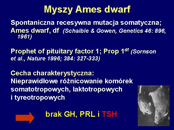 Myszy Ames dwarf Spontaniczna recesywna mutacja somatyczna; Ames dwarf, df (Schaible & Gowen, Genetics