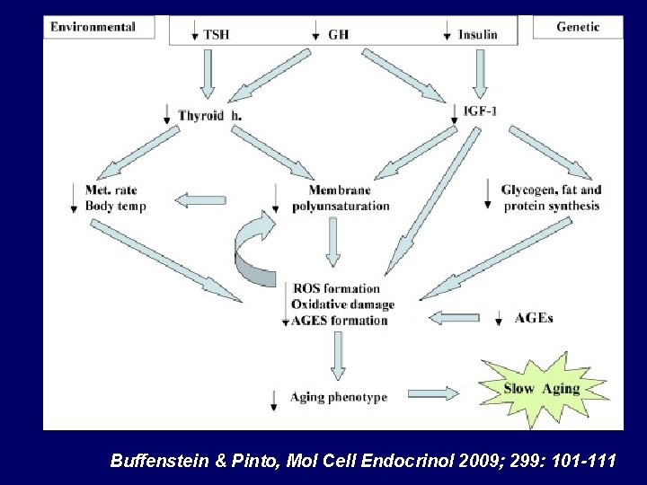 Buffenstein & Pinto, Mol Cell Endocrinol 2009; 299: 101 -111 