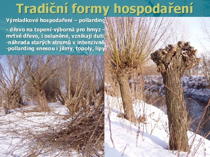 Tradiční formy hospodaření Výmladkové hospodaření – pollarding – ořezávání - dřevo na topení-výborná pro