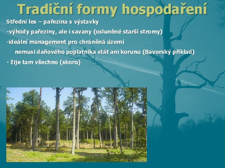 Tradiční formy hospodaření Střední les – pařezina s výstavky -výhody pařeziny, ale i savany