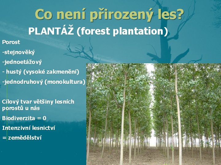 Co není přirozený les? PLANTÁŽ (forest plantation) Porost -stejnověký -jednoetážový - hustý (vysoké zakmenění)