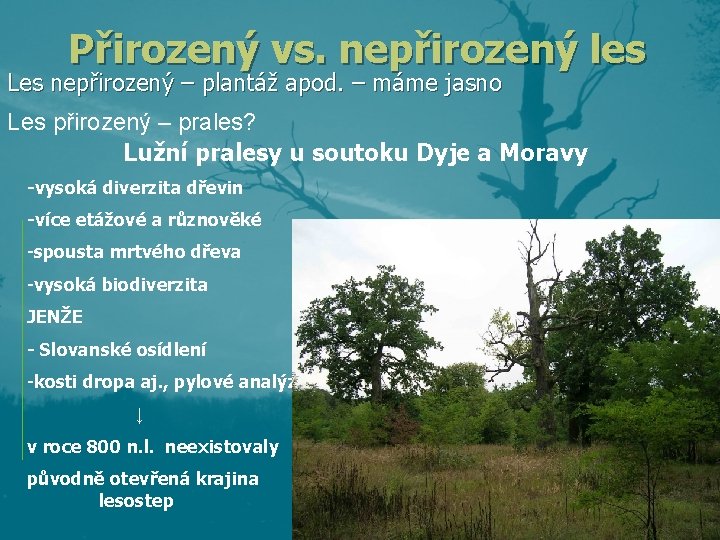 Přirozený vs. nepřirozený les Les nepřirozený – plantáž apod. – máme jasno Les přirozený