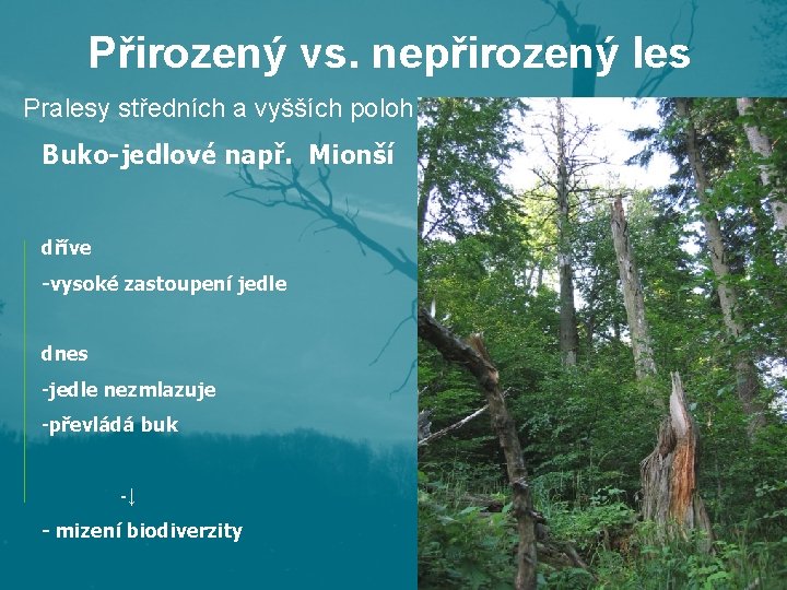 Přirozený vs. nepřirozený les Pralesy středních a vyšších poloh Buko-jedlové např. Mionší dříve -vysoké