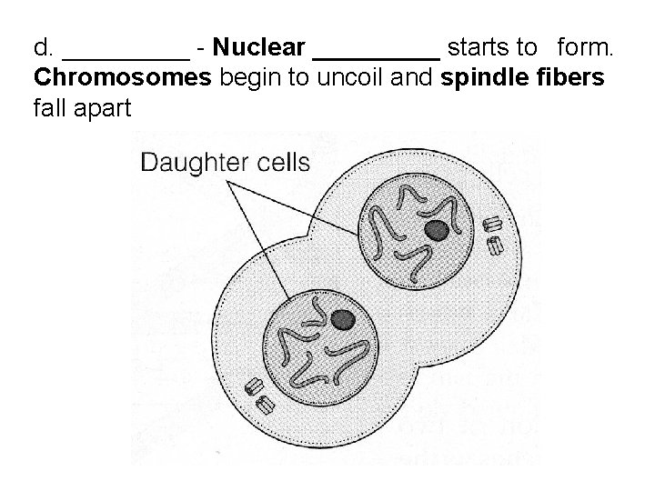 Unit 2 Cells Chapter 4 Cell Growth And
