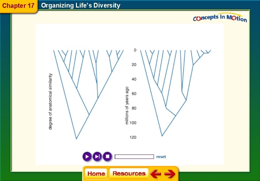 Chapter 17 Organizing Life’s Diversity 