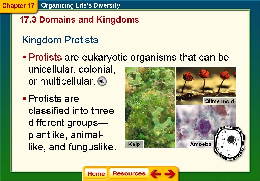 Chapter 17 Organizing Life’s Diversity 17. 3 Domains and Kingdoms Kingdom Protista § Protists