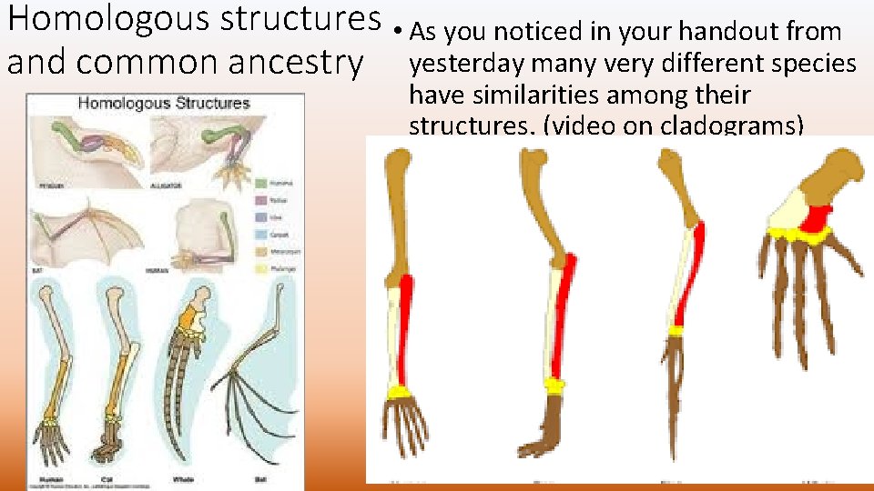 Homologous structures • As you noticed in your handout from and common ancestry yesterday Homologous structures • As you noticed in your handout from and common ancestry yesterday