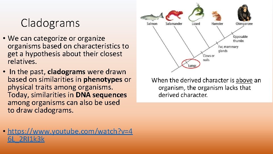 Cladograms • We can categorize or organize organisms based on characteristics to get a Cladograms • We can categorize or organize organisms based on characteristics to get a