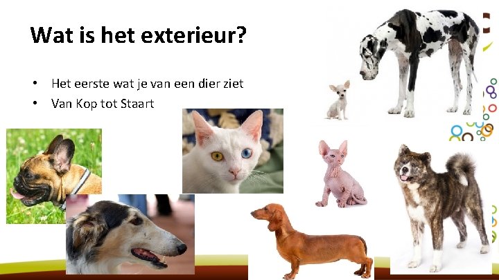 Wat is het exterieur? • Het eerste wat je van een dier ziet •