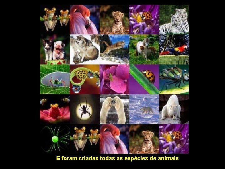 E foram criadas todas as espécies de animais 