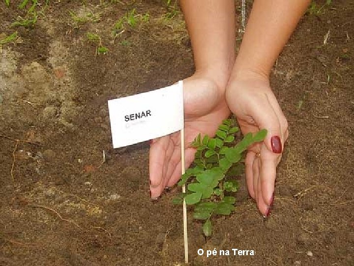 O pé na Terra 