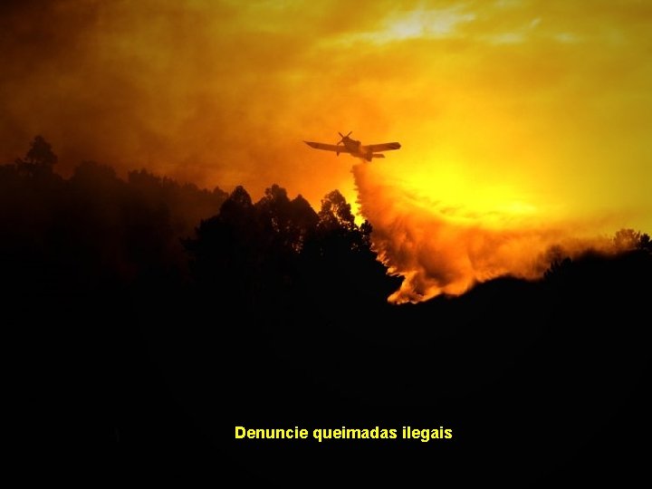 Denuncie queimadas ilegais 