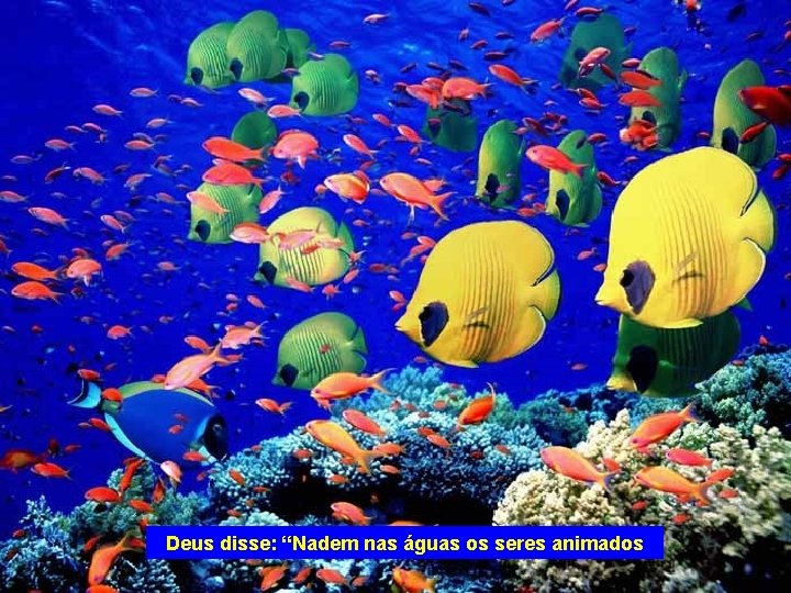 Deus disse: “Nadem nas águas os seres animados 