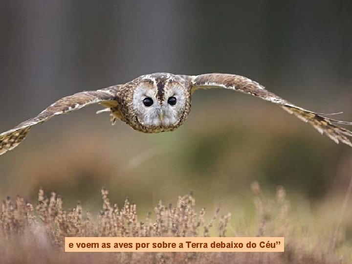 e voem as aves por sobre a Terra debaixo do Céu” 