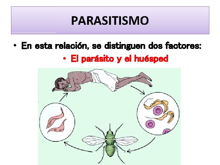 PARASITISMO • En esta relación, se distinguen dos factores: • El parásito y el