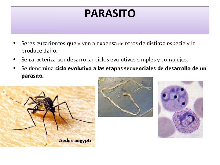 PARASITO • Seres eucariontes que viven a expensa de otros de distinta especie y