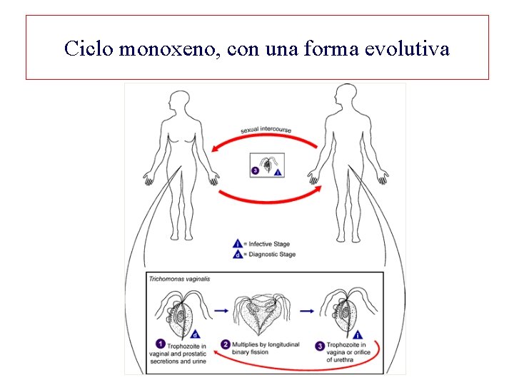 Ciclo monoxeno, con una forma evolutiva 