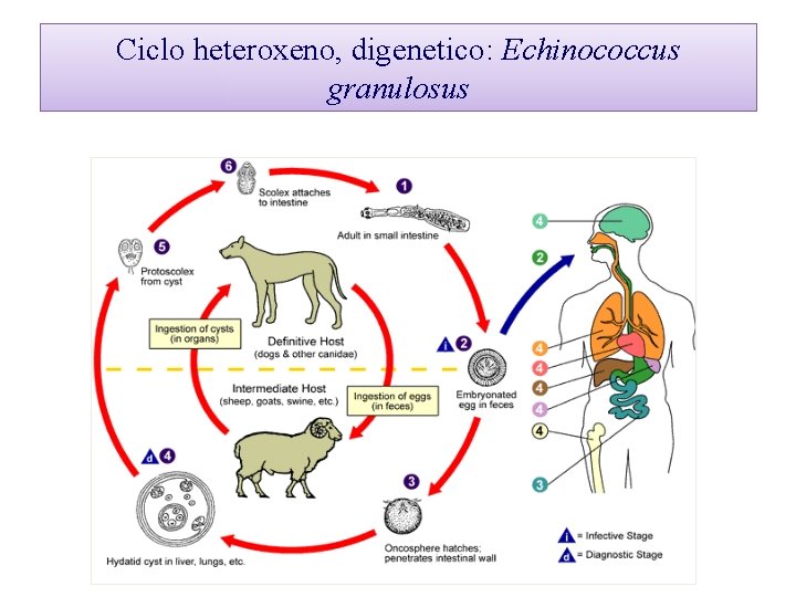 Ciclo heteroxeno, digenetico: Echinococcus granulosus 