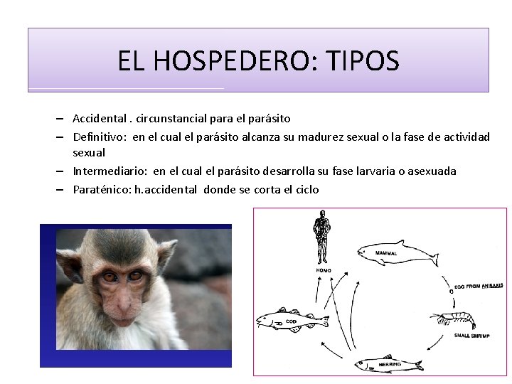 Parasitología EL HOSPEDERO: TIPOS – Accidental. circunstancial para el parásito – Definitivo: en el