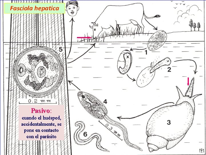 Fasciola hepatica Pasivo: cuando el huésped, accidentalmente, se pone en contacto con el parásito