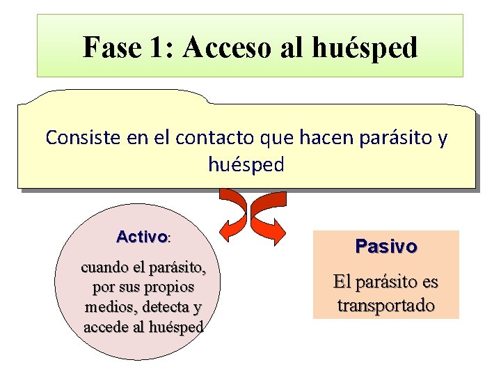 Fase 1: Acceso al huésped Consiste en el contacto que hacen parásito y huésped