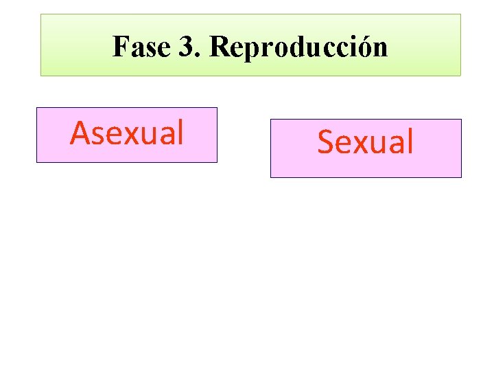 Fase 3. Reproducción Asexual Sexual 