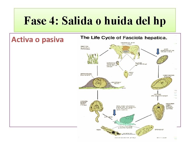 Fase 4: Salida o huida del hp Activa o pasiva 
