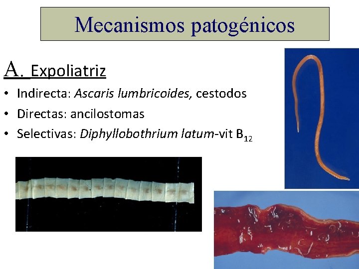 Mecanismos patogénicos A. Expoliatriz • Indirecta: Ascaris lumbricoides, cestodos • Directas: ancilostomas • Selectivas: