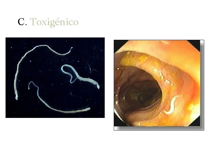 C. Toxigénico 