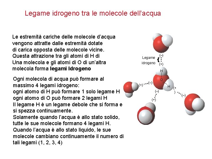 Legame idrogeno tra le molecole dell’acqua Le estremità cariche delle molecole d’acqua vengono attratte