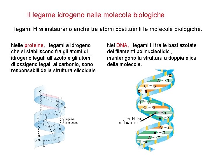 Il legame idrogeno nelle molecole biologiche I legami H si instaurano anche tra atomi