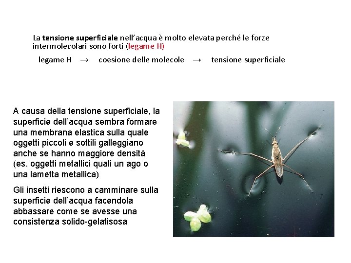 La tensione superficiale nell’acqua è molto elevata perché le forze intermolecolari sono forti (legame