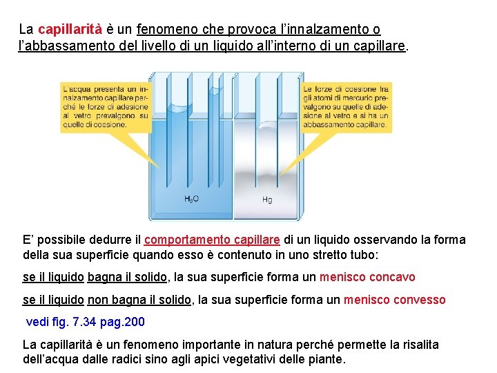 La capillarità è un fenomeno che provoca l’innalzamento o l’abbassamento del livello di un