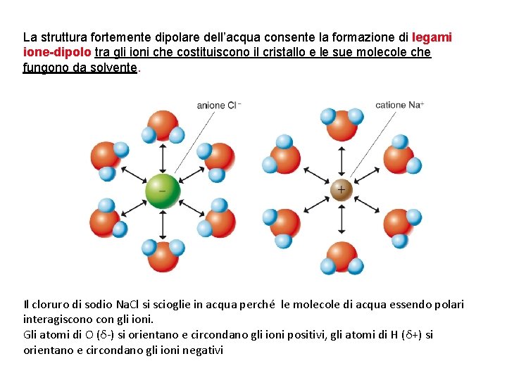 La struttura fortemente dipolare dell’acqua consente la formazione di legami ione-dipolo tra gli ioni