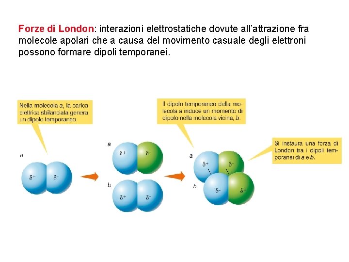 Forze di London: interazioni elettrostatiche dovute all’attrazione fra molecole apolari che a causa del