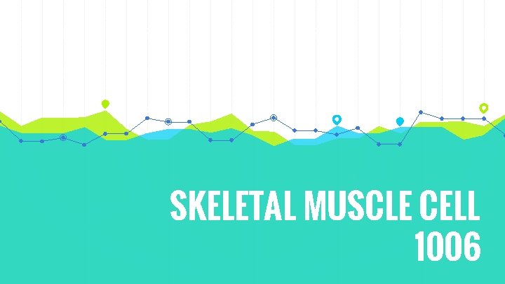 SKELETAL MUSCLE CELL 1006 