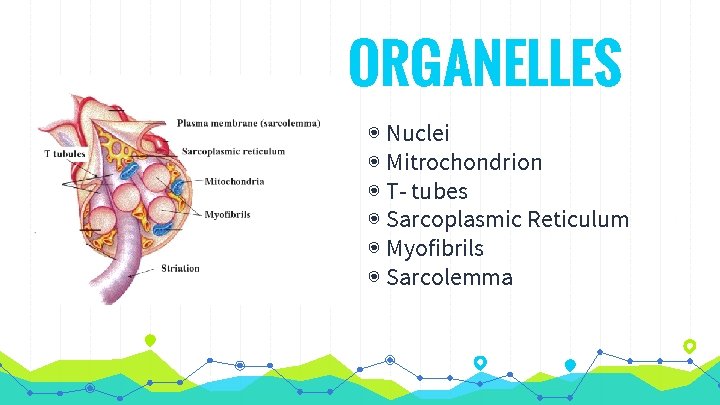 ORGANELLES ◉ Nuclei ◉ Mitrochondrion ◉ T- tubes ◉ Sarcoplasmic Reticulum ◉ Myofibrils ◉