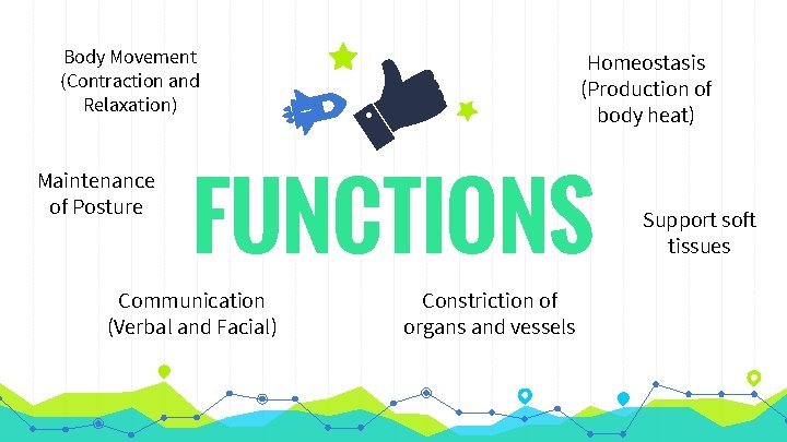 Body Movement (Contraction and Relaxation) Maintenance of Posture Homeostasis (Production of body heat) FUNCTIONS