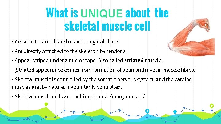 What is UNIQUE about the skeletal muscle cell • Are able to stretch and