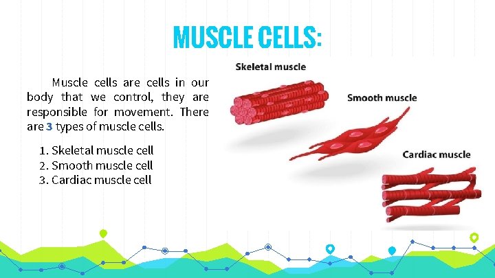 MUSCLE CELLS: Muscle cells are cells in our body that we control, they are
