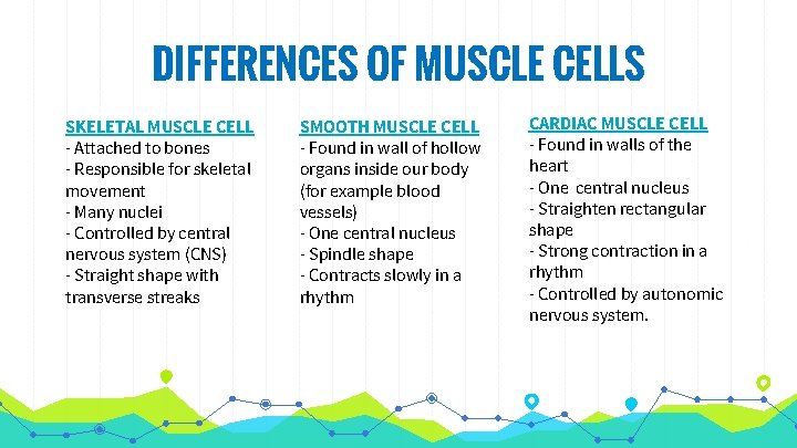 DIFFERENCES OF MUSCLE CELLS SKELETAL MUSCLE CELL - Attached to bones - Responsible for