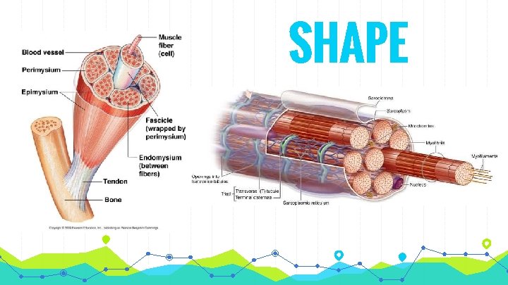 SHAPE 