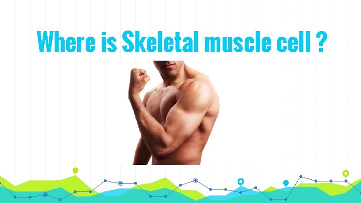 Where is Skeletal muscle cell ? 
