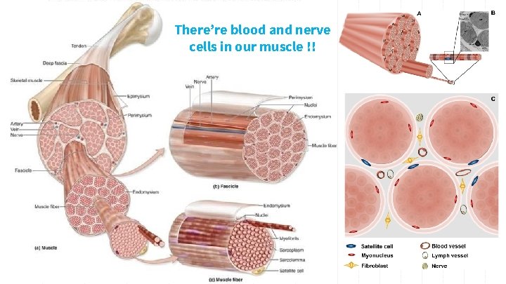 There’re blood and nerve cells in our muscle !! 