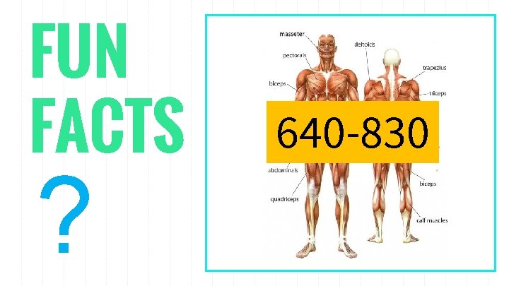 FUN FACTS ? 640 -830 